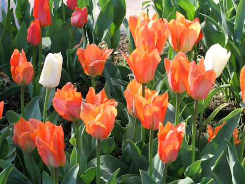Tulipa cv. Orange Brilliant