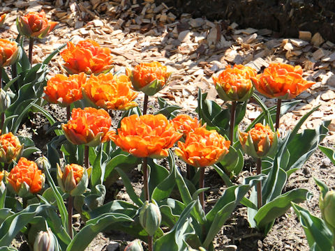 Tulipa cv. Orange Lady