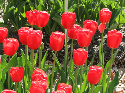 Tulipa cv. Kai