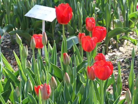 Tulipa cv. Canadian Liberator