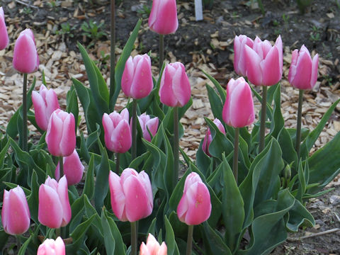 Tulipa cv. Gabriella