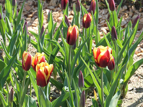 Tulipa cv. Gavota