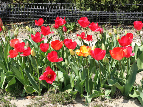 Tulipa cv.