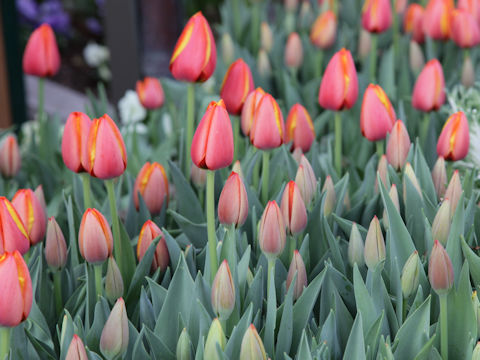 Tulipa cv.