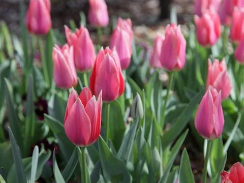 Tulipa cv.