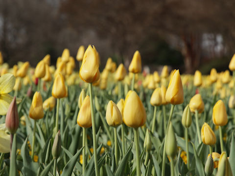 Tulipa cv.