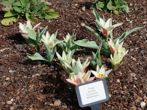 Tulipa cv. Zombie