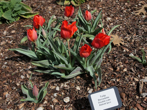 Tulipa cv. Bernadette