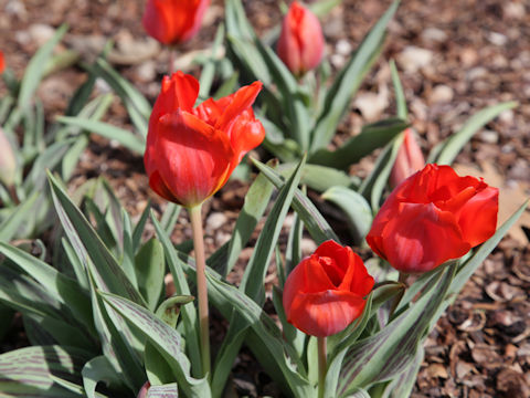 Tulipa cv. Barnadette