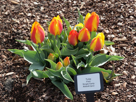 Tulipa cv. Flair