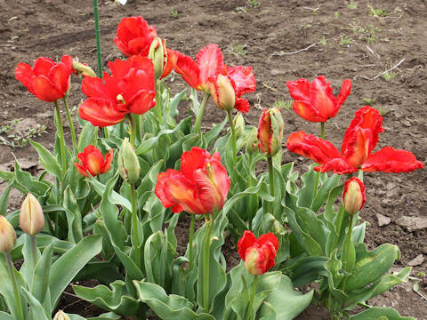 Tulipa cv. Exotic Parrot