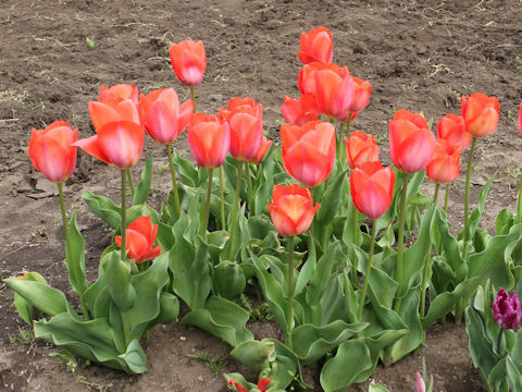 Tulipa cv. Orange Van Eijk