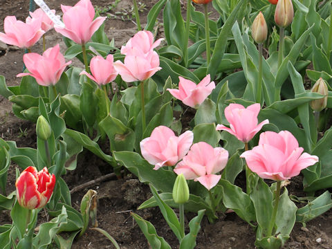 Tulipa cv. Sweet Sixteen