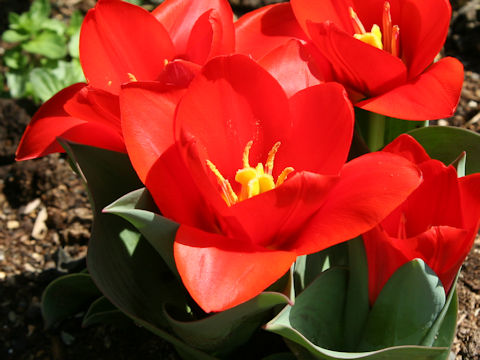 Tulipa cv. Scarlet Baby