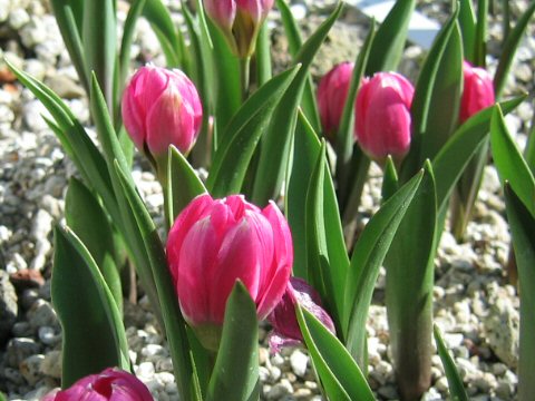 Tulipa humilis var. violacea