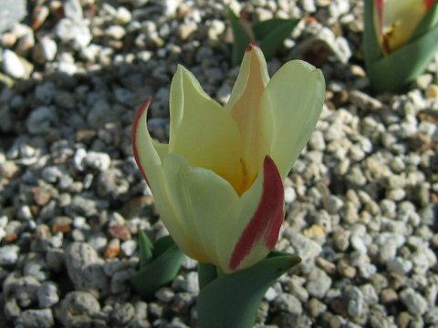 Tulipa kaufmanniana