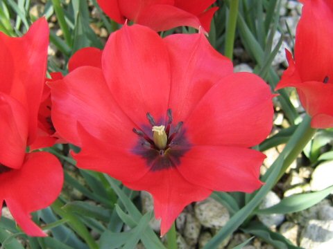 Tulipa linifolia