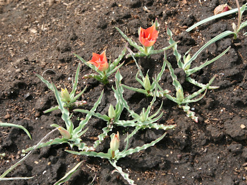 Tulipa linifolia