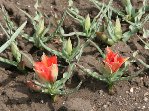 Tulipa linifolia