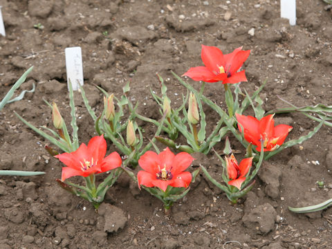 Tulipa linifolia