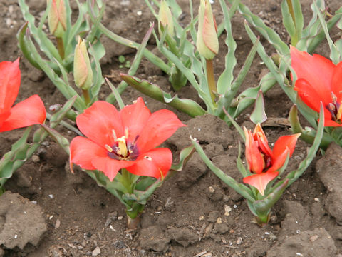 Tulipa linifolia