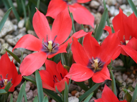 Tulipa maximowiczii