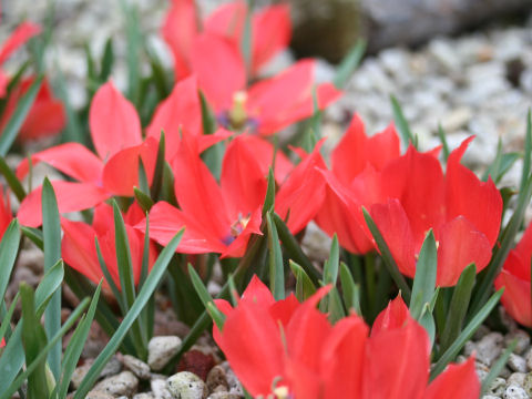 Tulipa maximowiczii