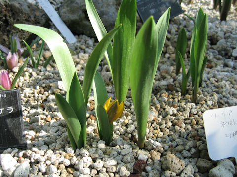 Tulipa neustreuvae