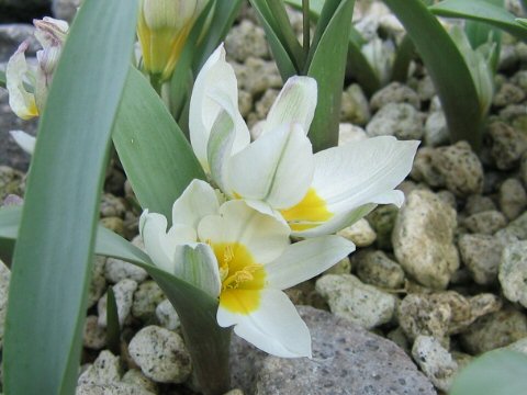 Tulipa polychroma