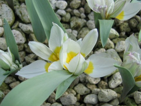 Tulipa polychroma