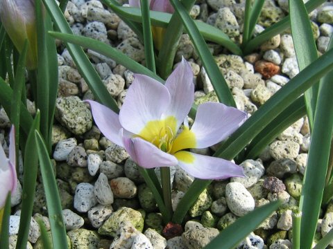 Tulipa pulchella cv. Humilis