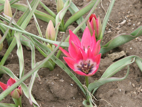 Tulipa pulchella cv. Little Beauty