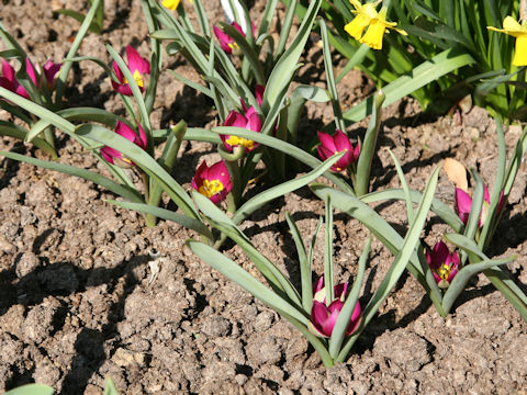 Tulipa pulchella cv. Persian Pearl