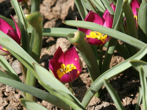 Tulipa pulchella cv. Persian Pearl