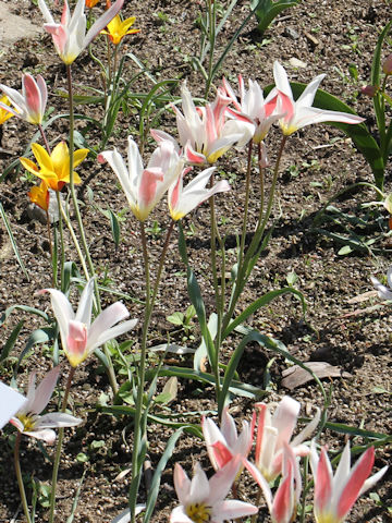 Tulipa clusiana var. stellata