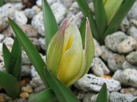 Tulipa tarda