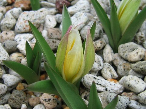 Tulipa tarda