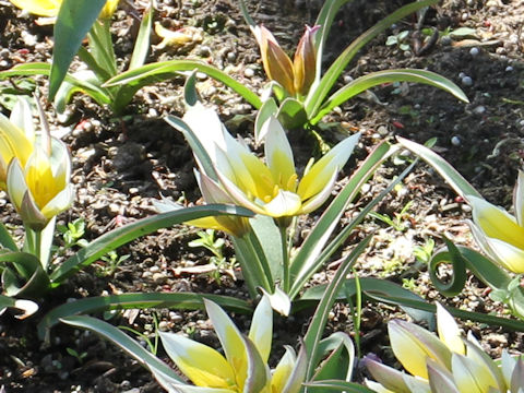 Tulipa tarda