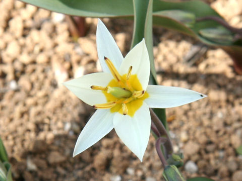 Tulipa turcestanica