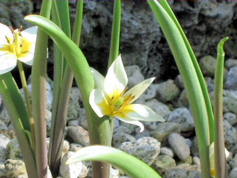 Tulipa turcestanica
