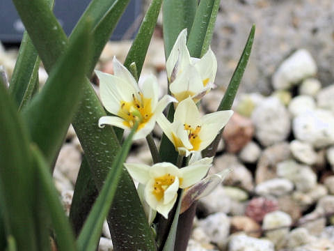 Tulipa turcestanica