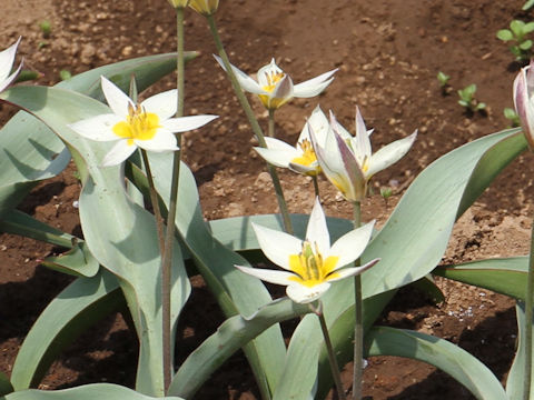 Tulipa turcestanica