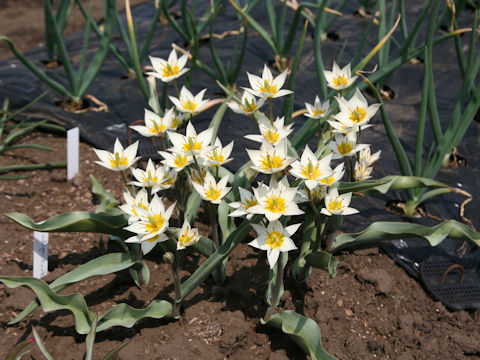 Tulipa turcestanica