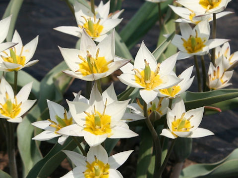 Tulipa turcestanica