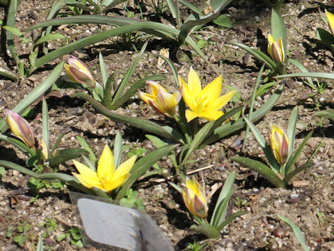 Tulipa urumiensis