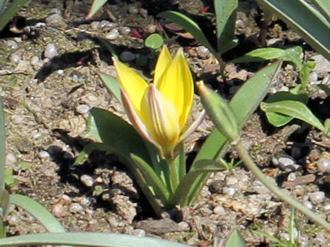 Tulipa urumiensis