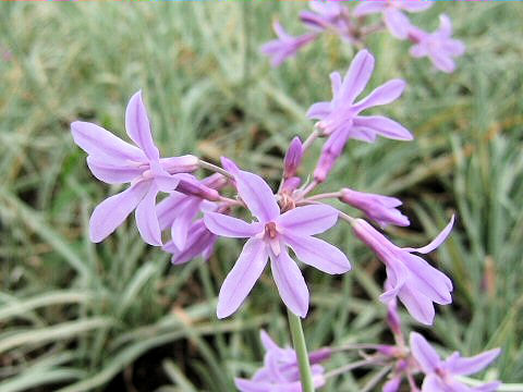 Tulbaghia violacea