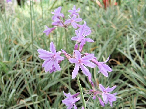 Tulbaghia violacea