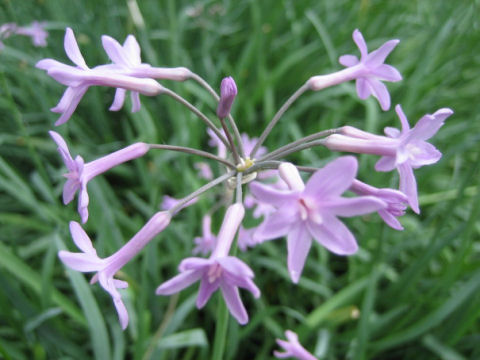 Tulbaghia violacea