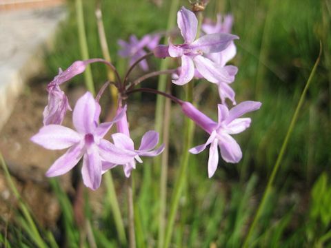 Tulbaghia violacea